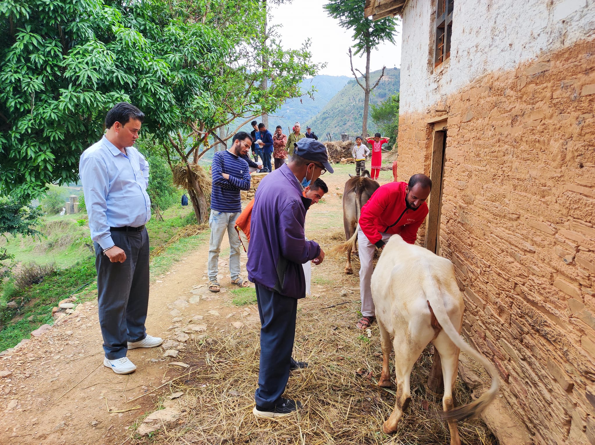 पशुहरुमा खोरेत रोग देखिएपछि बैतडीका किसानहरु चिन्तित, प्राविधिक टोली गाउँमा पुग्यो 